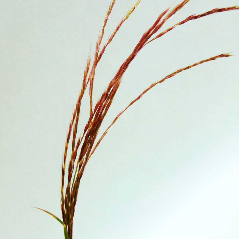 Miscanthus transmorrisonensis (Fioritura)