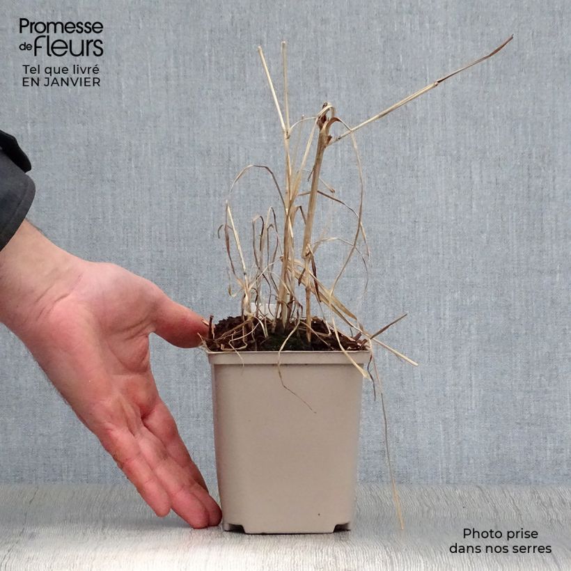 Miscanthus (x) giganteus Alligator - Roseau de Chine Pot de 10 cm/11cm esemplare consegnato in inverno