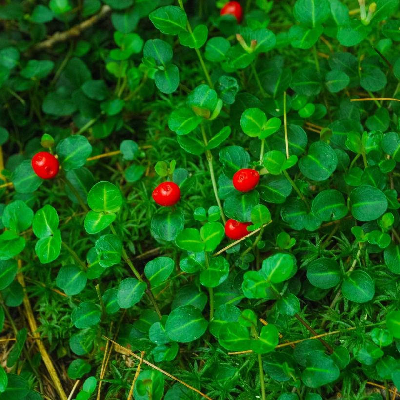 Mitchella repens (Fogliame)