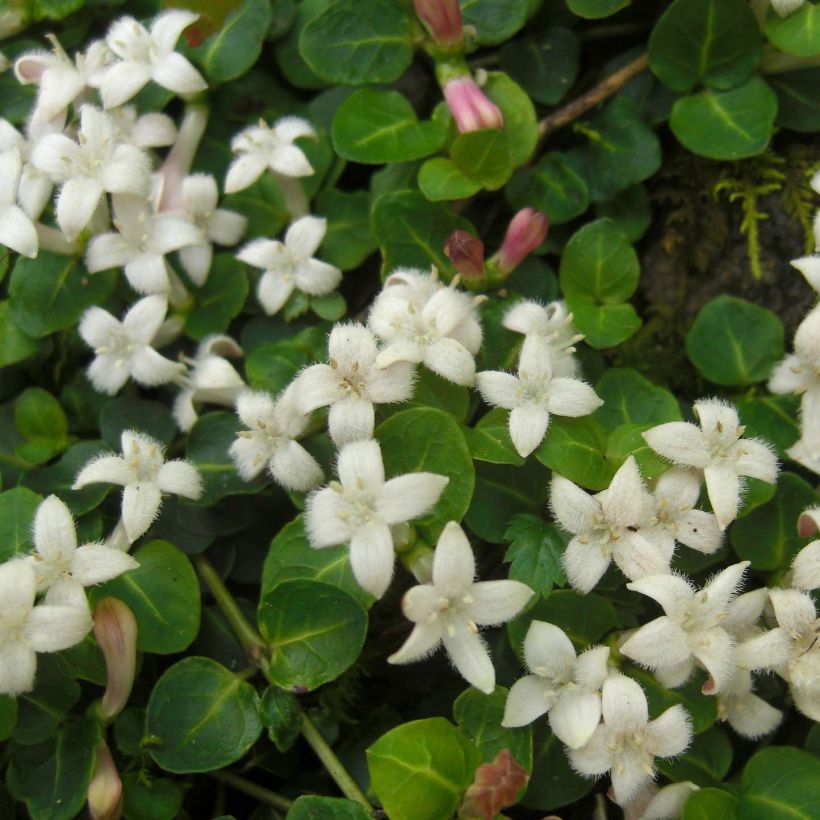 Mitchella repens (Fioritura)