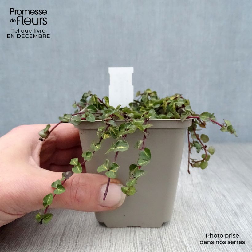 Mitchella repens - Pain de perdrix                       Godet de 8/9 cm esemplare consegnato in inverno