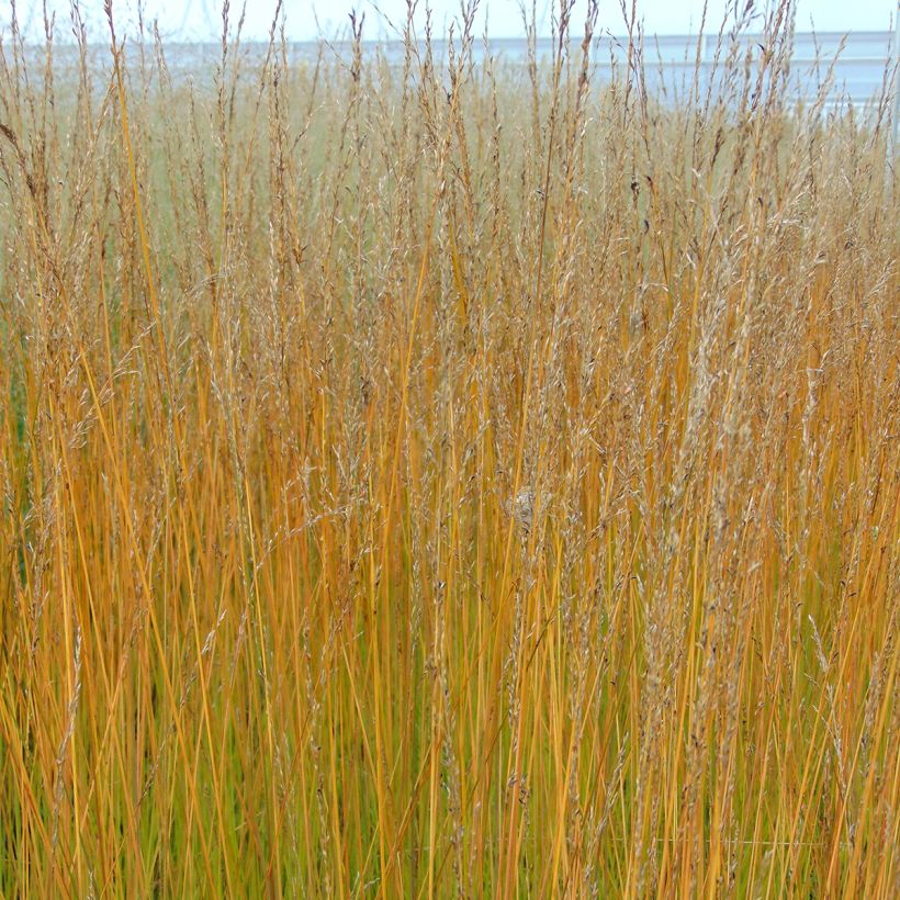 Molinia caerulea Edith Dudszus (Fioritura)