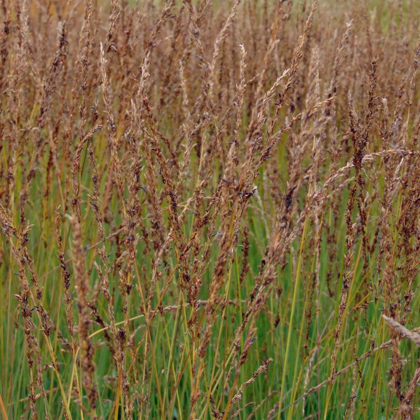 Molinia caerulea Moorhexe (Fioritura)