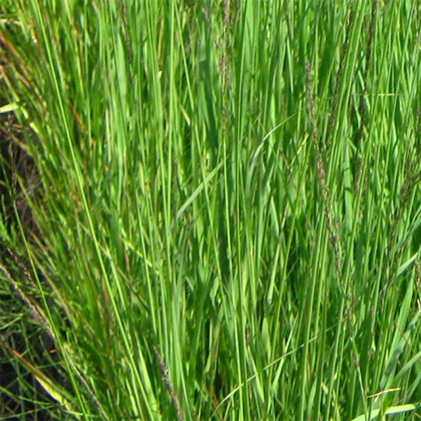 Molinia caerulea subsp. arundinacea Fontäne (Fogliame)