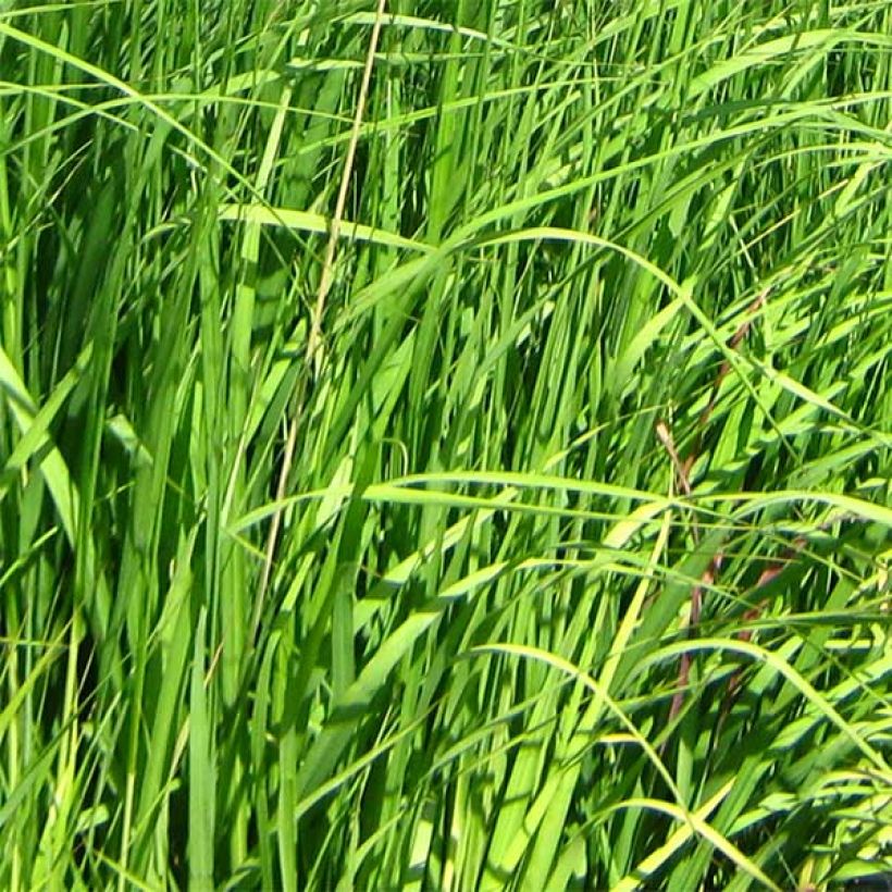 Molinia caerulea subsp. arundinacea Skyracer (Fogliame)