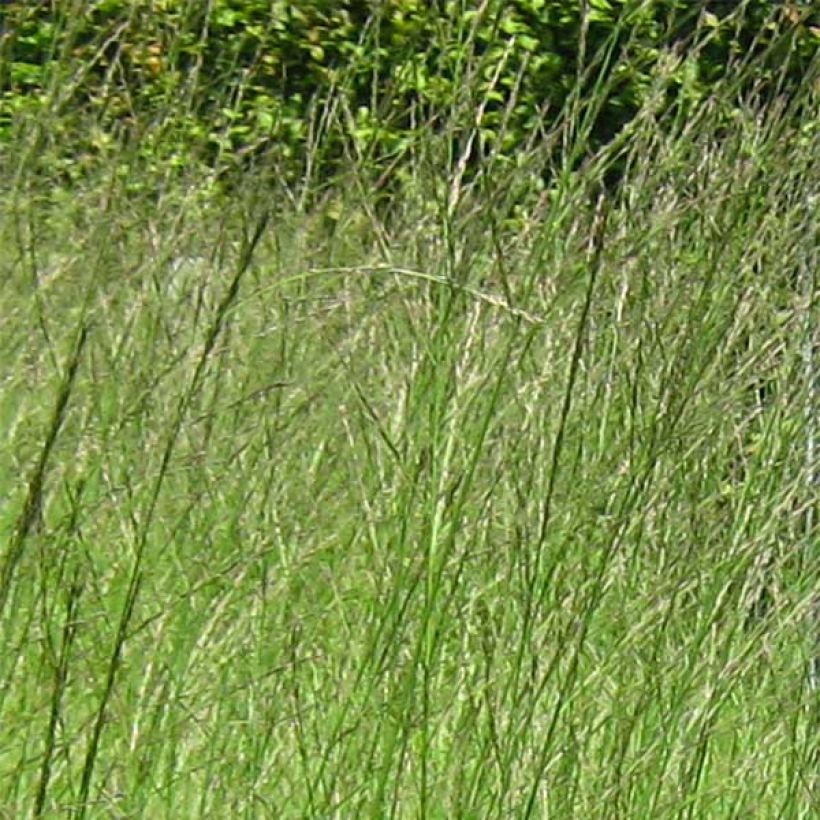 Molinia caerulea subsp. arundinacea Skyracer (Fioritura)