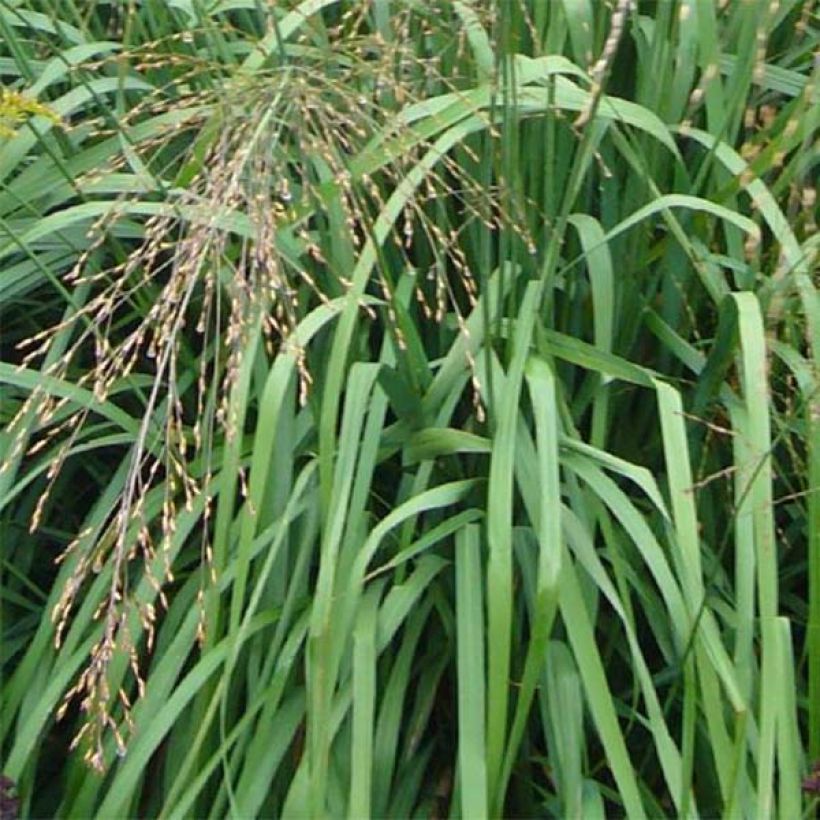 Molinia caerulea subsp. arundinacea Transparent (Fogliame)