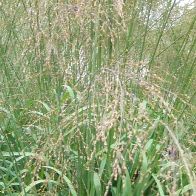 Molinia caerulea subsp. arundinacea Transparent (Fioritura)