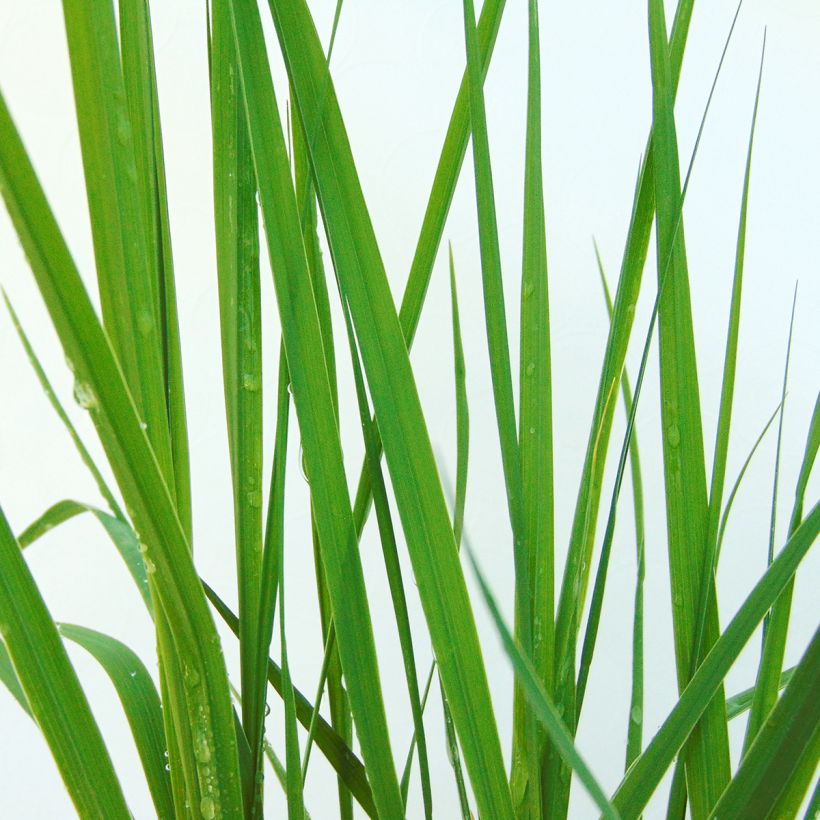 Molinia caerulea subsp. caerulea Heidebraut (Fogliame)