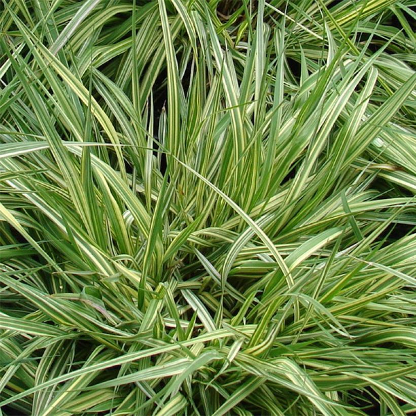 Molinia caerulea subsp. caerulea Variegata (Fogliame)