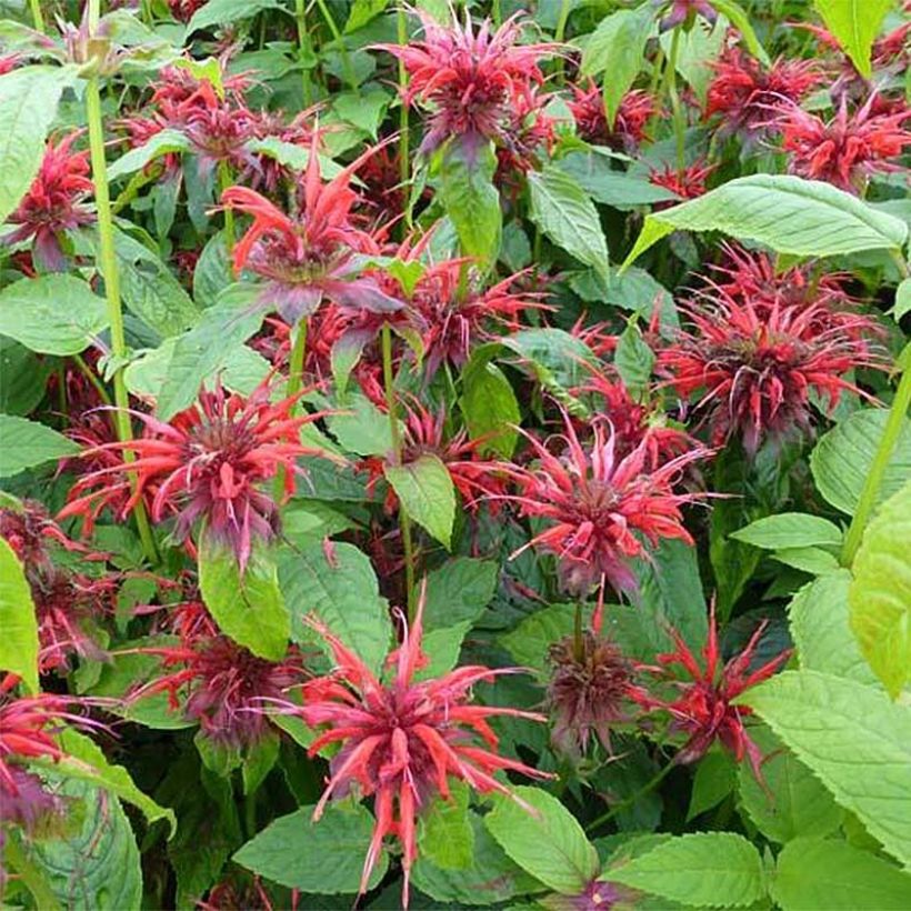 Monarda Cambridge Scarlet - Monarda (Fioritura)