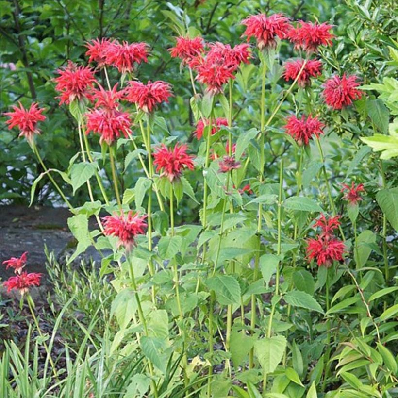 Monarda Cambridge Scarlet - Monarda (Porto)