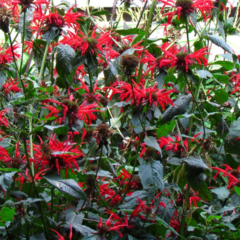 Monarda Jacob Cline - Monarda (Fioritura)