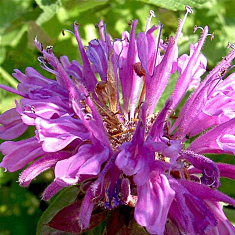 Monarda fistulosa Tetraploid (Fioritura)