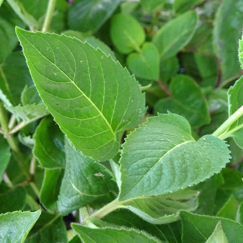 Monarda fistulosa Tetraploid (Fogliame)