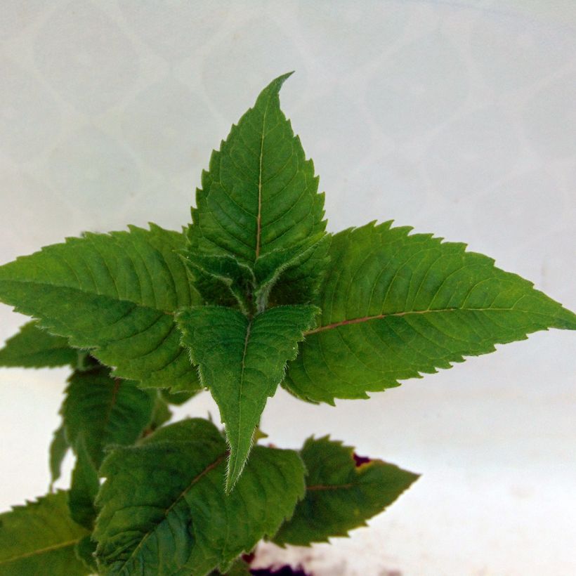 Monarda didyma Dancing Bird (Fogliame)