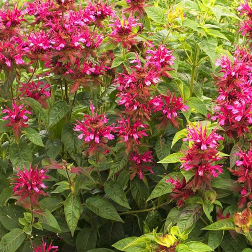 Monarda didyma Dancing Bird (Fioritura)