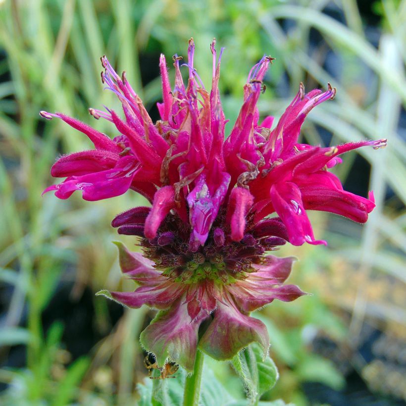 Monarda Fireball - Monarda (Fioritura)