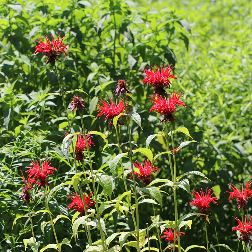 Monarda Jacob Cline - Monarda (Porto)