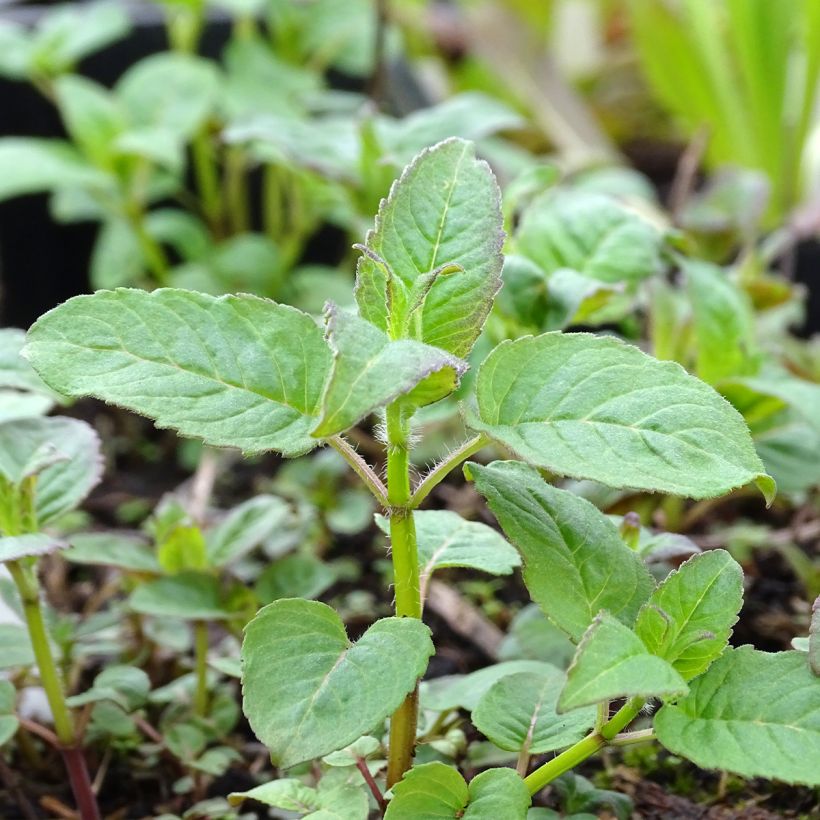 Monarda Prärienacht - Monarda (Fogliame)