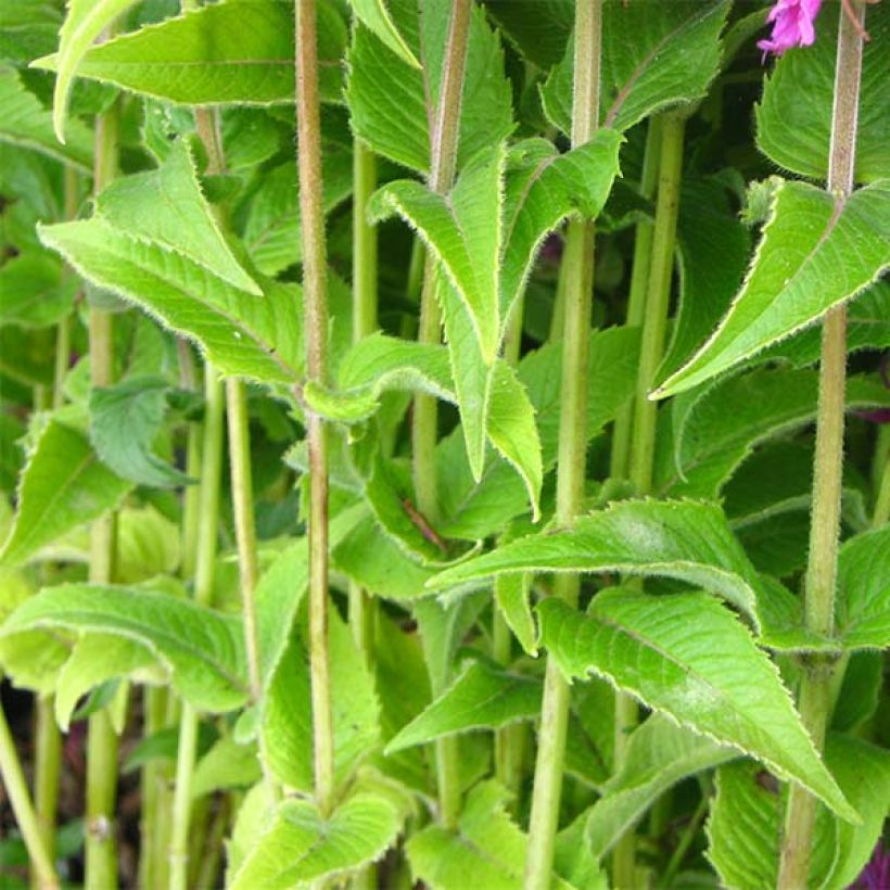 Monarda Purple Lace (Fogliame)