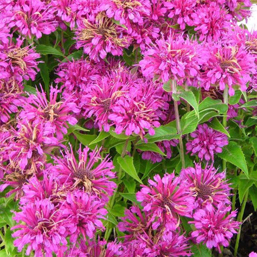 Monarda Purple Lace (Fioritura)