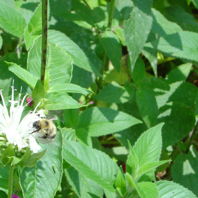 Monarda Schneewittchen - Monarda (Fogliame)