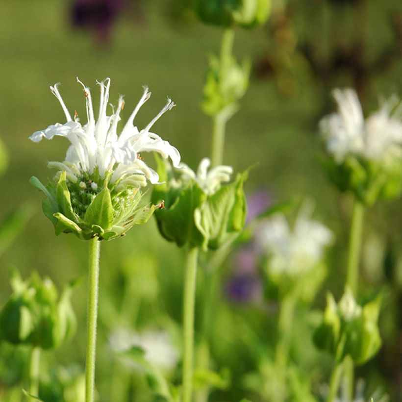 Monarda Schneewittchen - Monarda (Fioritura)