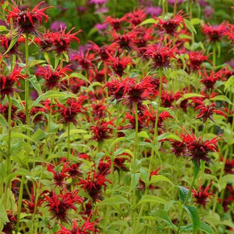 Monarda Squaw (Fioritura)