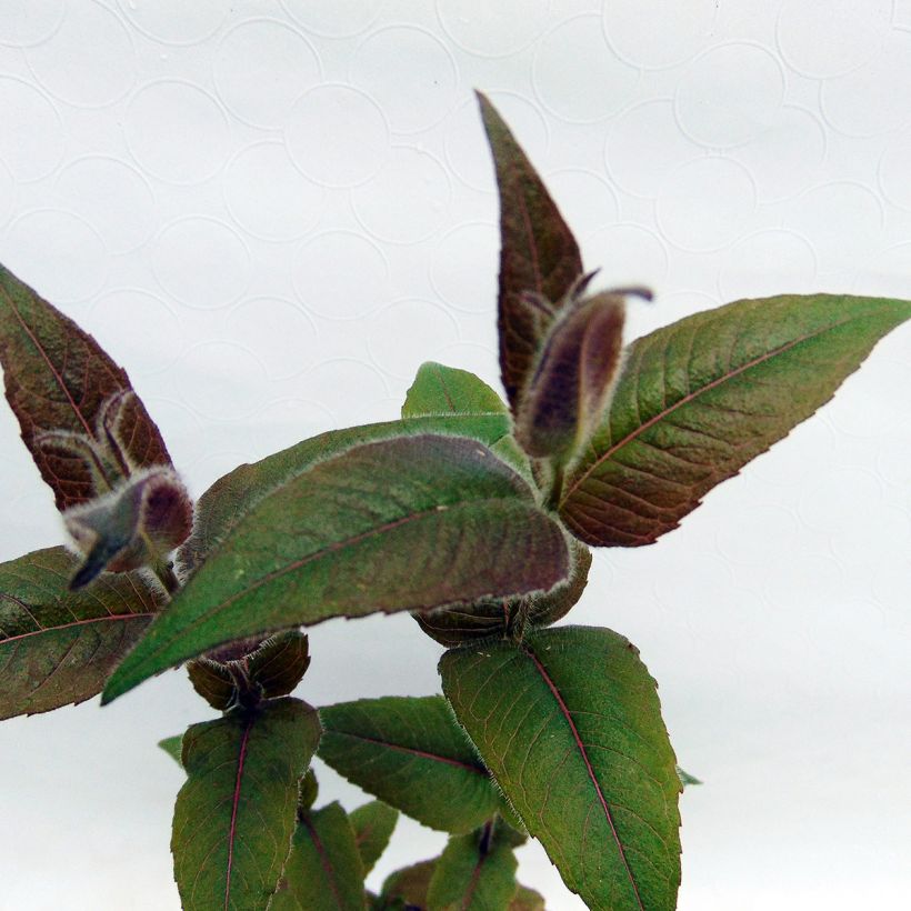 Monarda bradburiana - Monarda (Fogliame)