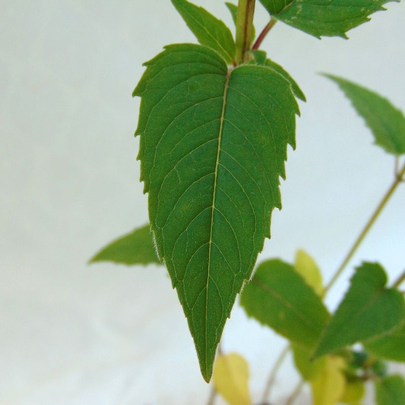 Monarda fistulosa subsp.menthifolia - Monarda (Fogliame)