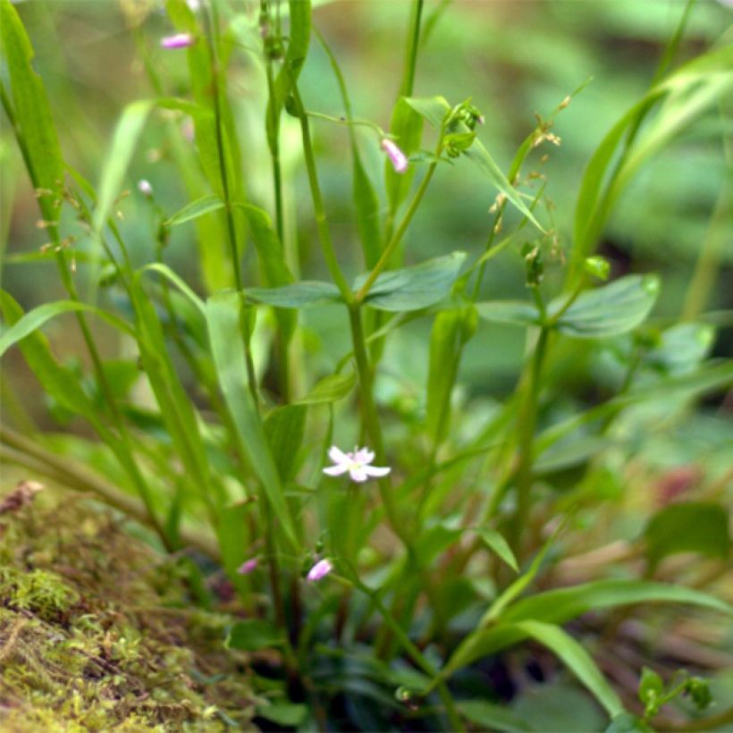 Claytonia sibirica (Fogliame)