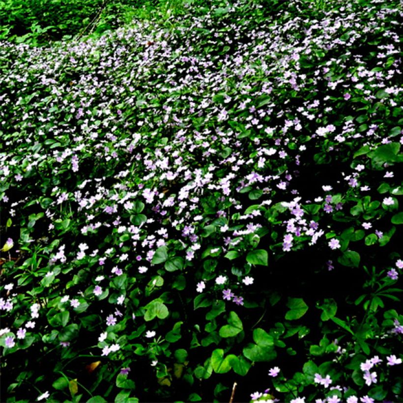 Claytonia sibirica (Fioritura)