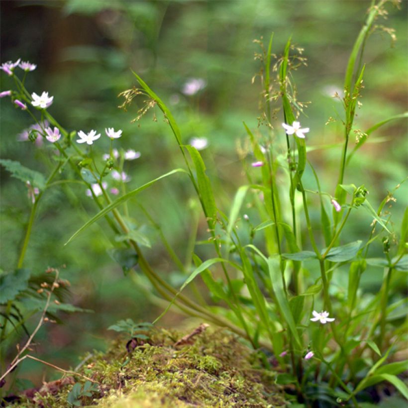 Claytonia sibirica (Porto)