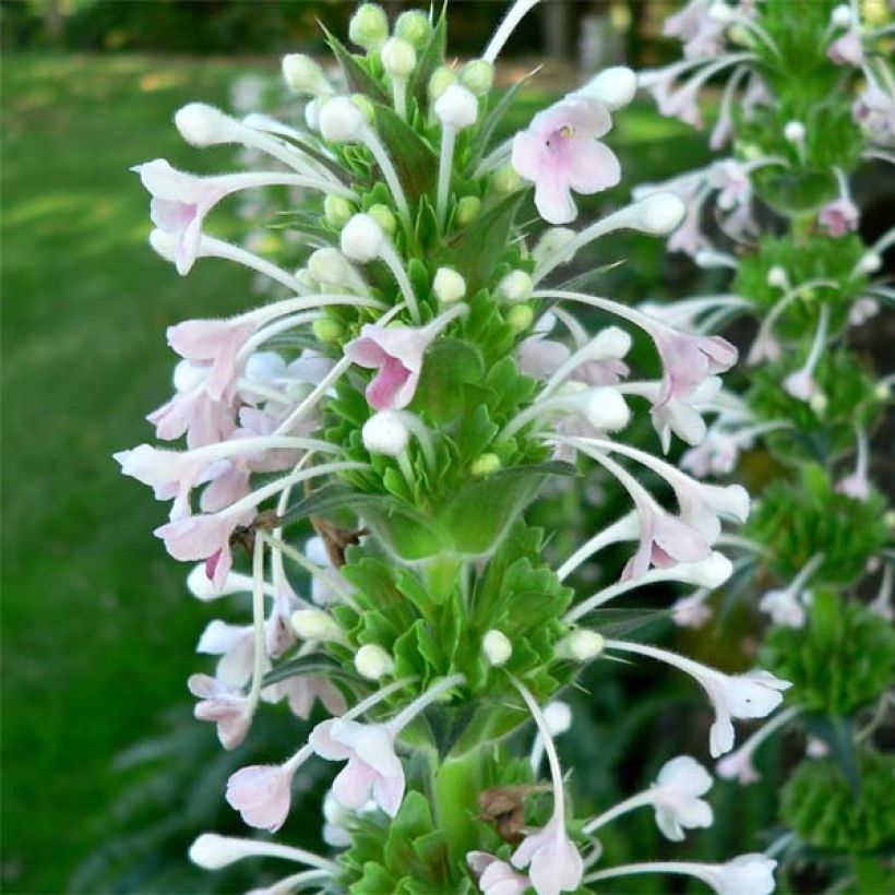 Morina longifolia (Fioritura)