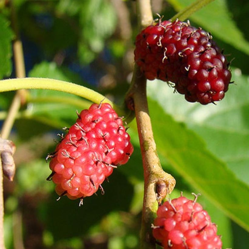 Morus alba - Gelso comune (Raccolta)