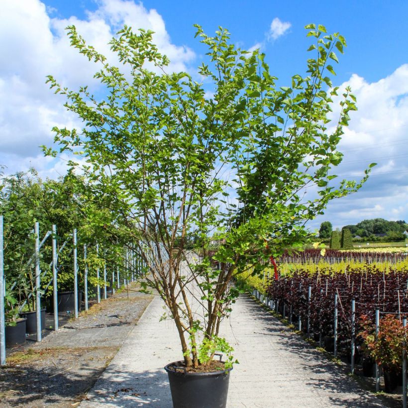 Morus alba - Mûrier blanc  - Pot de 90L Cépée esemplare consegnato in primavera