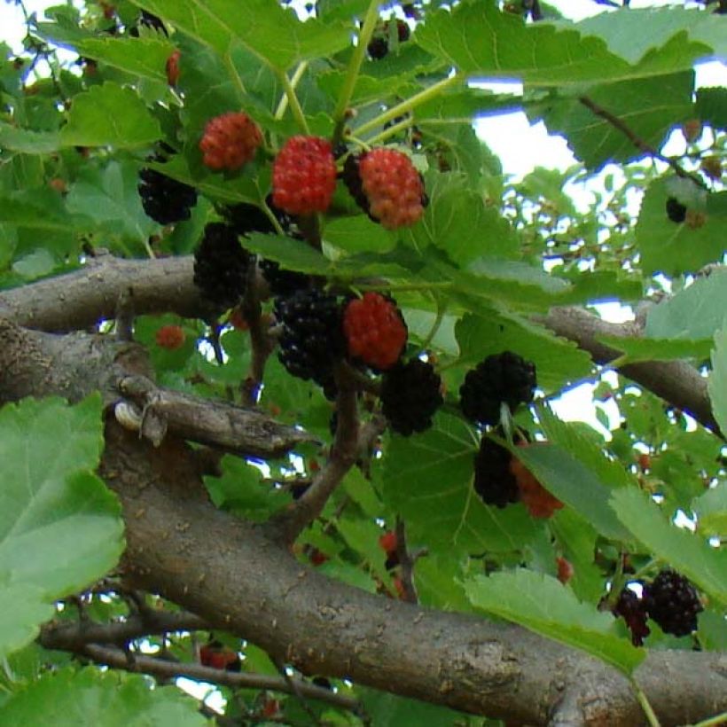 Morus nigra - Gelso nero (Raccolta)