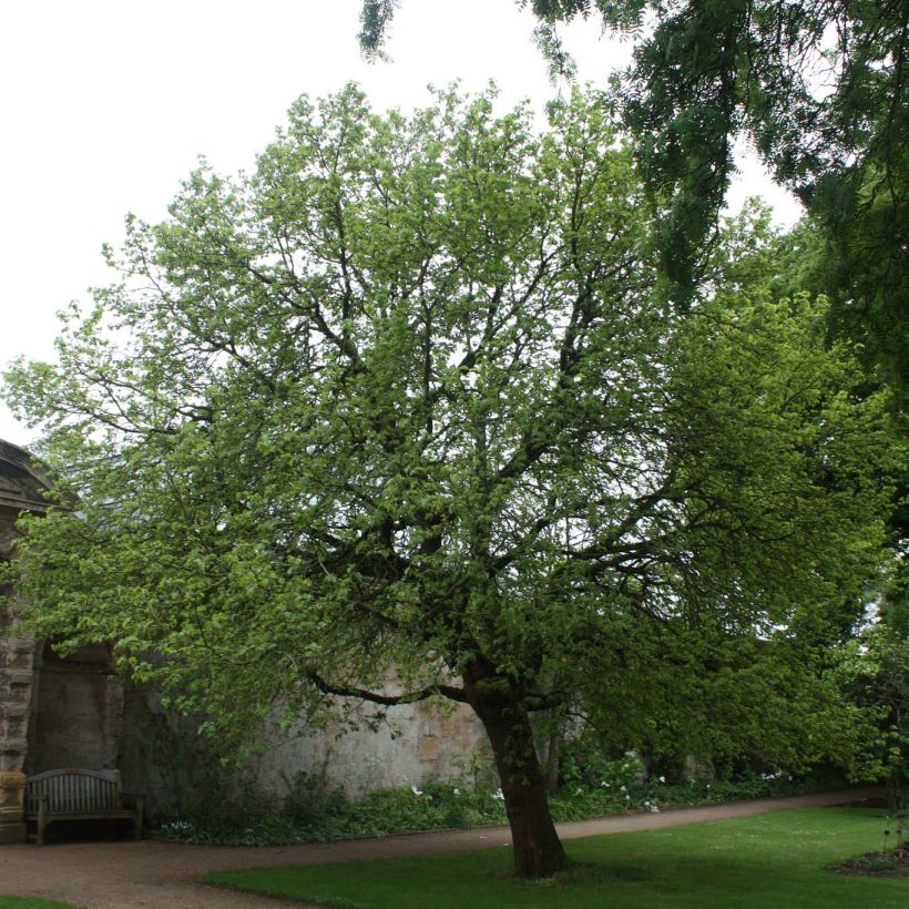 Morus nigra - Gelso nero (Porto)