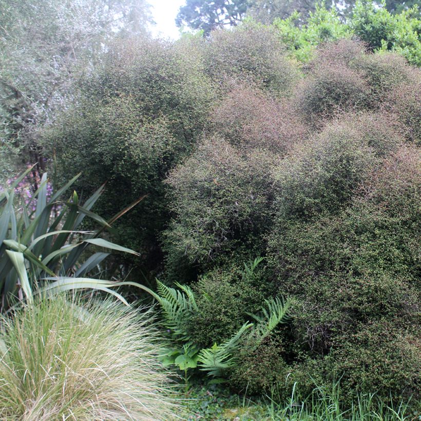 Muehlenbeckia astonii (Porto)