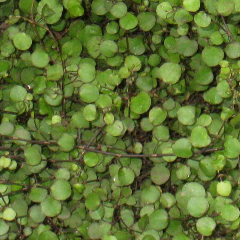 Muehlenbeckia axillaris (Fogliame)