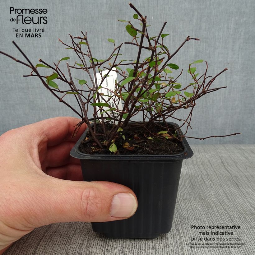 Muehlenbeckia complexa Sealand Compact Godet de 9cm esemplare consegnato in inverno