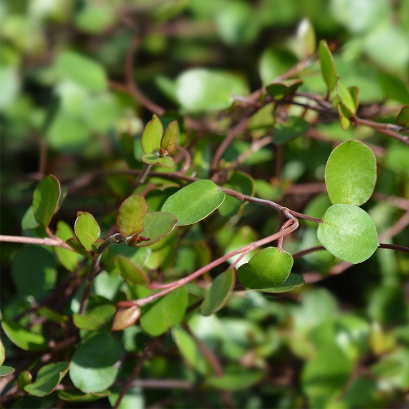 Muehlenbeckia complexa Sealand Compact (Fogliame)