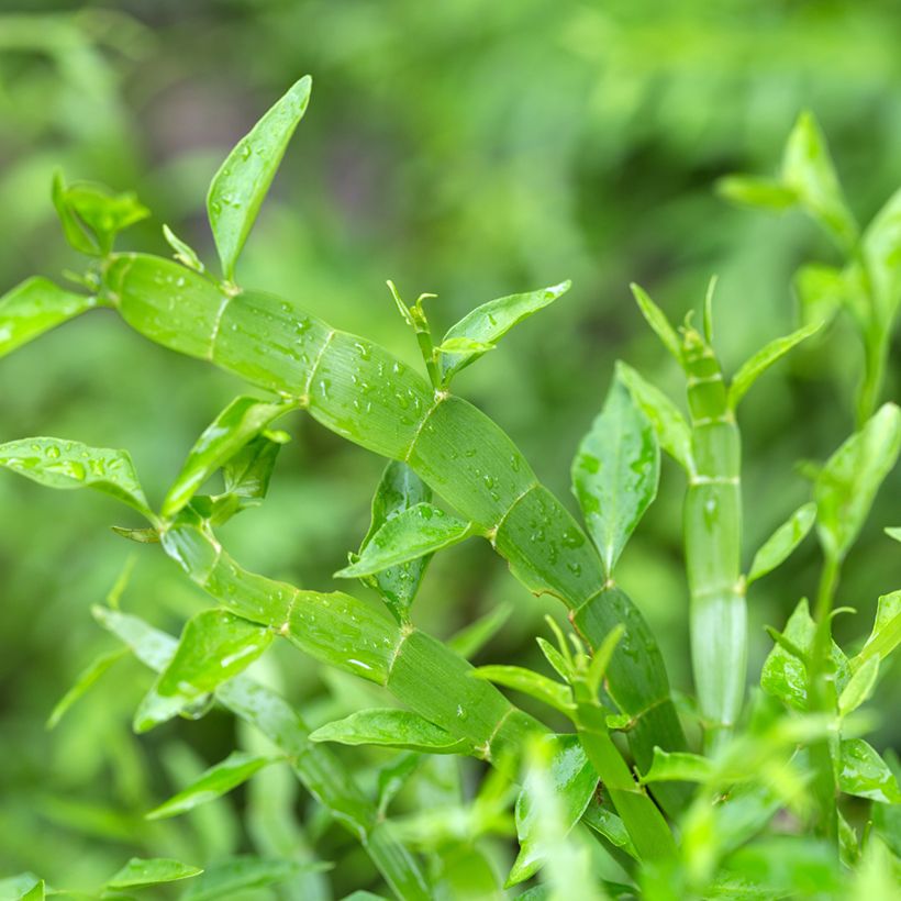 Muehlenbeckia platyclada (Fogliame)