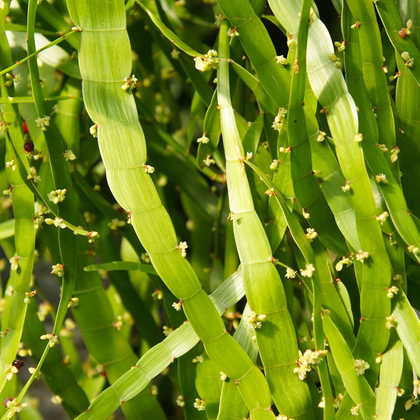 Muehlenbeckia platyclada (Fioritura)