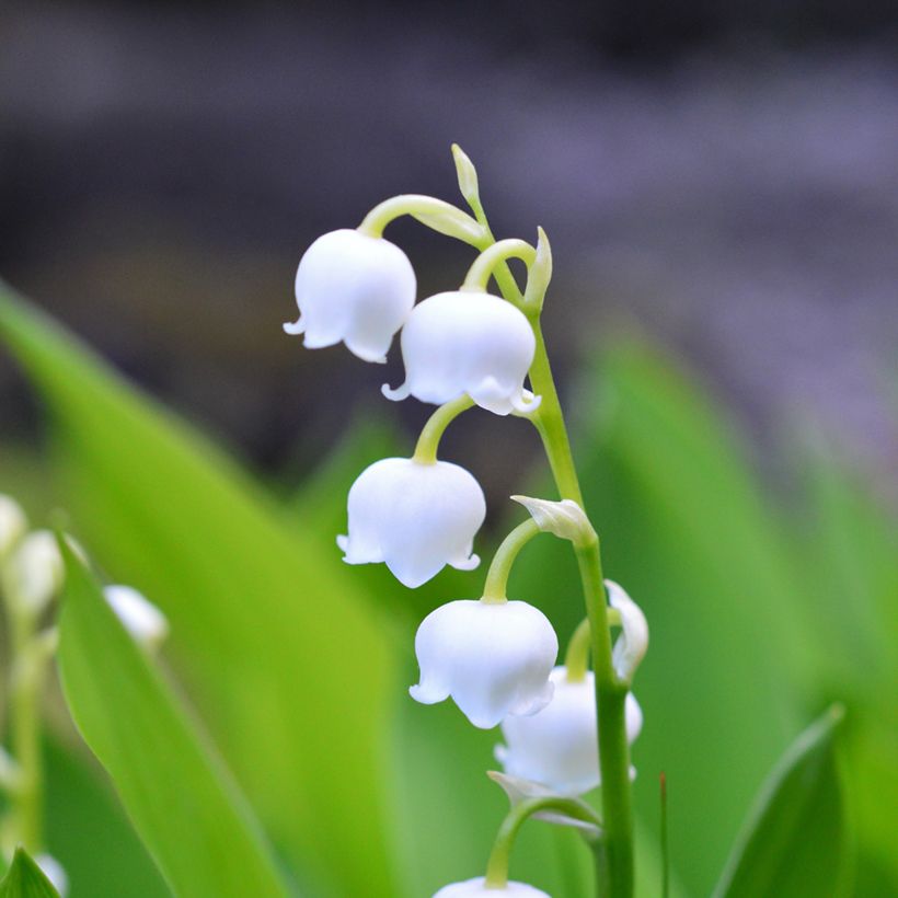 Convallaria majalis - Mughetto (Fioritura)