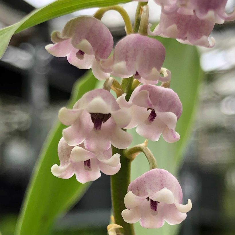 Convallaria majalis Rosea - Mughetto (Fioritura)