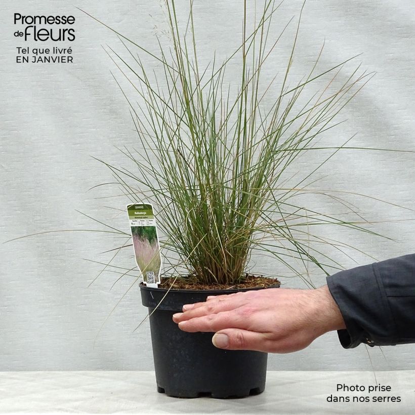 Muhlenbergia capillaris en pot de 2/3 litres esemplare consegnato in inverno