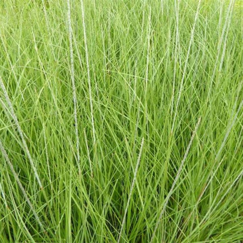 Muhlenbergia rigens (Fogliame)