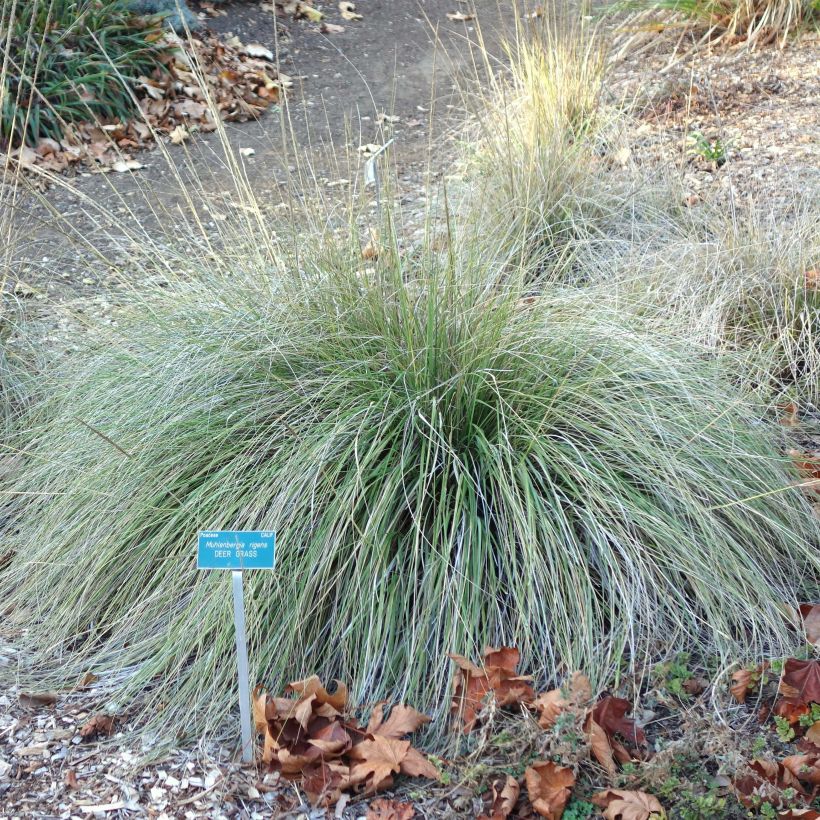 Muhlenbergia rigens (Porto)